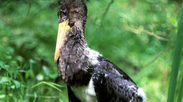 Der Schwarzstorch gehört  zu den sehr seltenen Großvogelarten und ist bereits in der Roten Liste der Brutvögel Mecklenburg-Vorpommerns in die Kategorie vom Erlöschen bedroht eingestuft worden. Thorsten Meier/Archiv