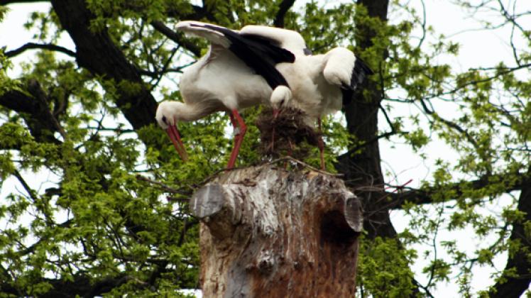 Vergeblich versucht das junge Storchenpaar auf dem Baumstumpf ein Nest zu bauen. Ein Nachbar möchte  die Rotschnäbel am liebsten verjagen. torsten gottschalk