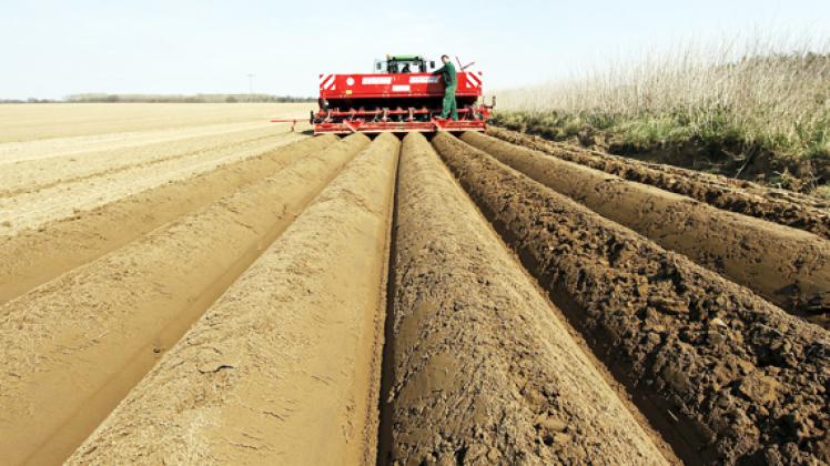 Mit modernen  Maschinen verlegt die Spantekower Agrar AG ihre Saatkartoffeln.dapd
