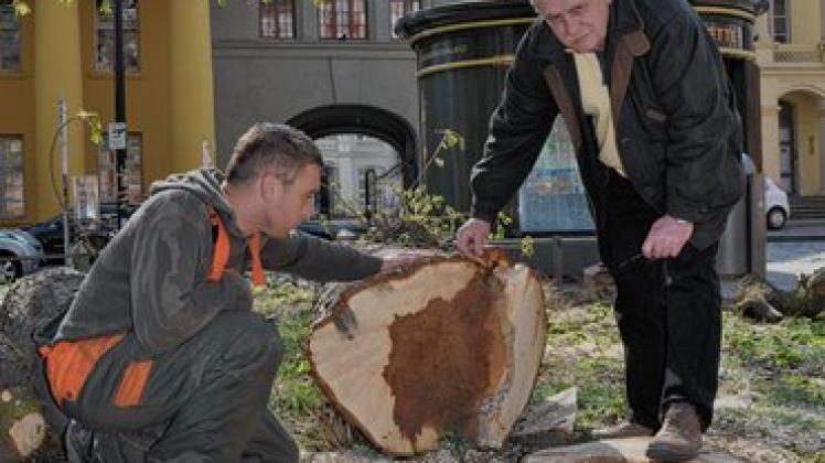 Große Schäden: Baumpfleger Andreas Katke (l.) und Baumkontrolleur Heinz Jürß zeigen den Baumriss und die Auswirkungen der dadurch eingedrungenen Feuchtigkeit. Nicole Pätzold