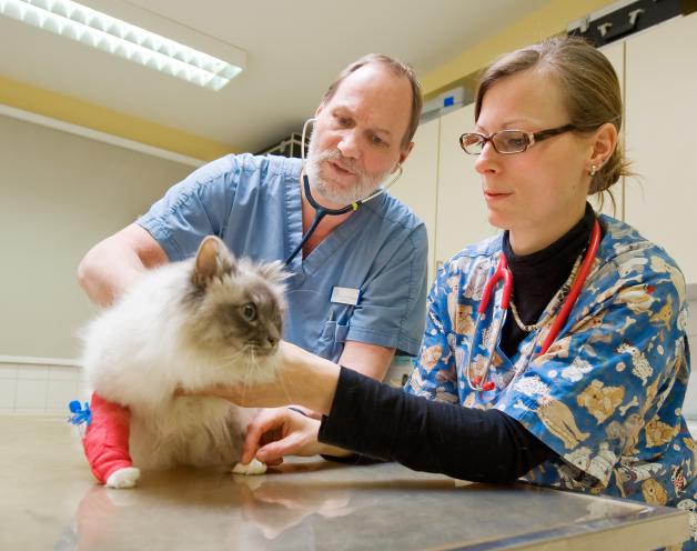 Tierarzt Dr. Jens-Christian Rudnick und Tiermedizin-Studentin Friederike Pohl untersuchen eine Katze. Fotos: G. Scharnweber 
