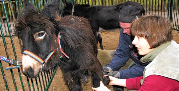 Maniküre für "Fine": Hufschmied Steffen Pieper und Tierpflegerin Heike Reebs kümmern sich um die Hufe des Eselfohlens. Nup/haustierpark Lelkendorf Maniküre für "Fine": Hufschmied Steffen Pieper und Tierpflegerin Heike Reebs kümmern sich um die Hufe des Eselfohlens. Nup/haustierpark Lelkendorf
