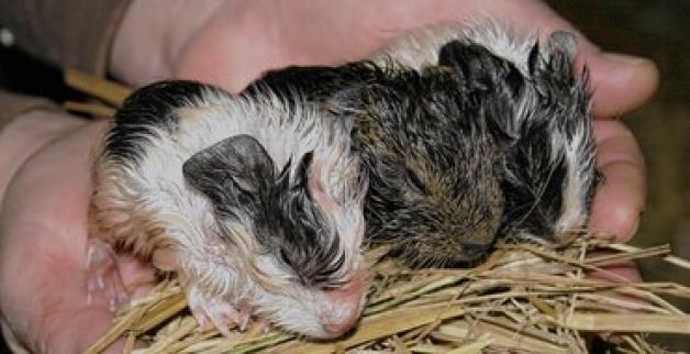Kuriose Drillingsgeburt: Gleich drei neugeborene Meerschweinchen entdeckten die Nup-Mitarbeiter jetzt in  der Aufzuchtstation des Güstrower Tierparks. 