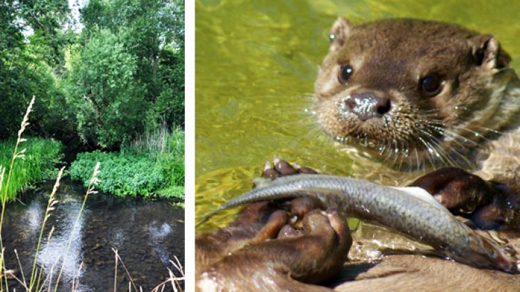 (links) Andere Tiere haben es wegen des geringen Durchlaufs in der Alten Elde schwer. anbe (rechts) Als günstig bewertet: Fischotter sind im FFH-Gebiet Alte Elde bei Kuppentin, Fahrenhorst und Bobziner Zuschlag verhältnismäßig viele zu finden. Archiv