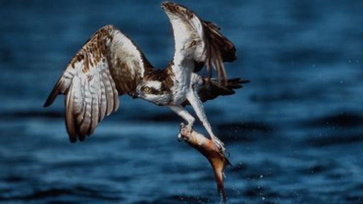 Der Fischadler, der im Müritz Nationalpark zu Hause ist, soll  mit gespendetem Geld noch mehr ungestörten Lebensraum bekommen. 