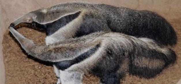 Kuscheln im Humboldthaus: Ameisenbär "Carlos" und seine Partnerin "Felice" verstehen sich bestens. Der Schweriner Zoo hofft auf Nachwuchs noch in diesem Jahr.