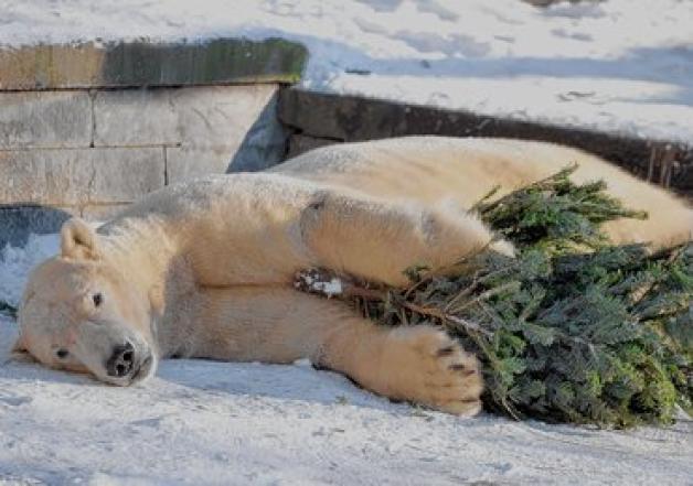 Erinnerung an die Heimat?  In der Wintersonne träumt Eisbär "Blizzard" von Weihnachten. 