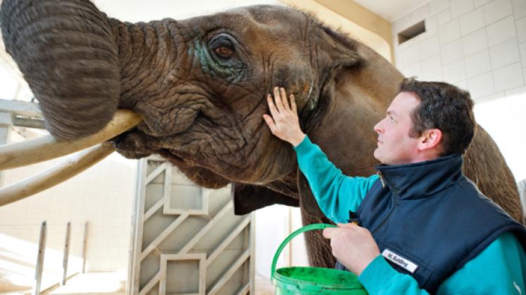 Vorbereitung mit Fettcreme: Tierpflege-Leiter Mario Schilling schmiert Elefantenkuh Sarah zum Freigang  ein.Georg Scharnweber
