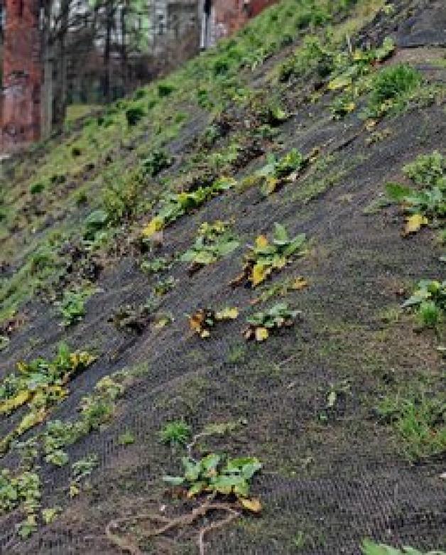 Spärlich bewachsen: Die Kokosmatten fingen 2011 zweimal Feuer. Spärlich bewachsen: Die Kokosmatten fingen 2011 zweimal Feuer.