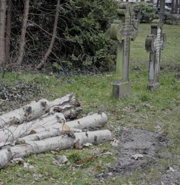 Etliche Birkenstämme liegen direkt bei den Gräbern. Etliche Birkenstämme liegen direkt bei den Gräbern.