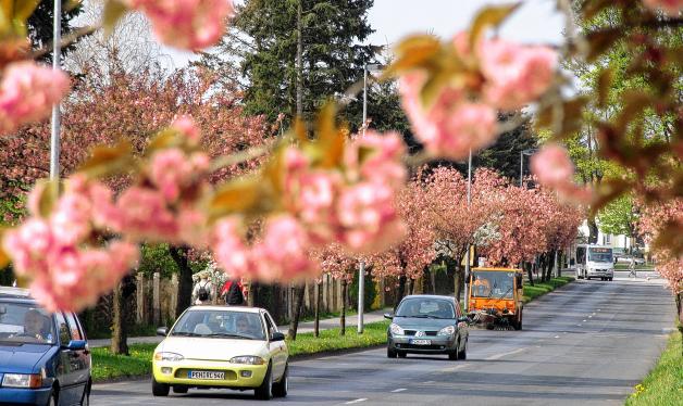 4. Der Parchimer Südring wird im April zur Prachtstraße 4. Der Parchimer Südring wird im April zur Prachtstraße