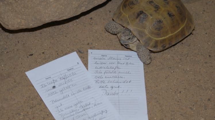 Diese Steppenschildkröte wurde im Zoo ausgesetzt. Daus