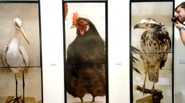 Tieraufnahmen im Rahmen des Fotofestivals Horizontedpa