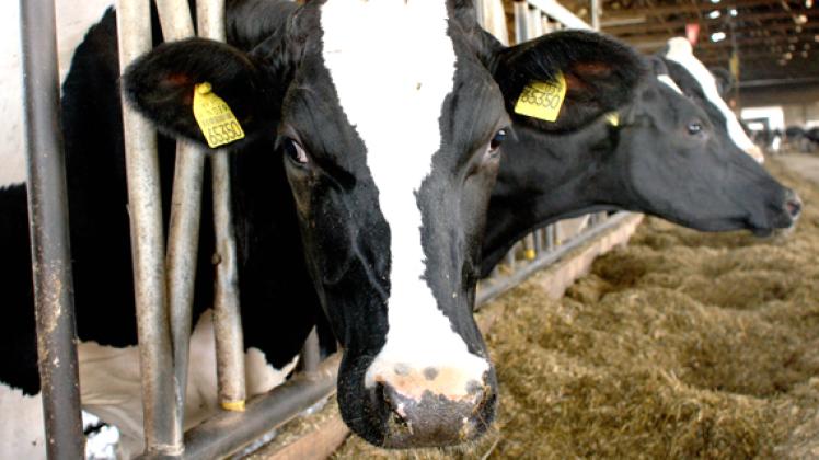 Der Plauer Firmenverbund Landgut GmbH und Milchgut GmbH + Co. KG will seinen Viehbestand von derzeit 1000 Milchkühen auf 2500 aufstocken. 