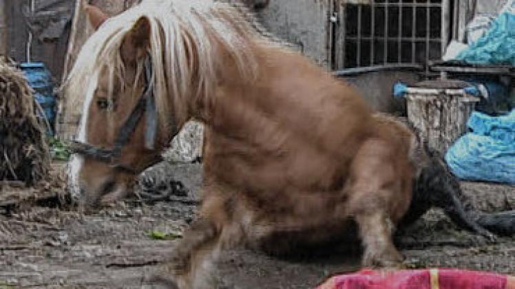 Verängstigt: Das Pferd versucht vergeblich, sich aus eigener Kraft zu befreien.