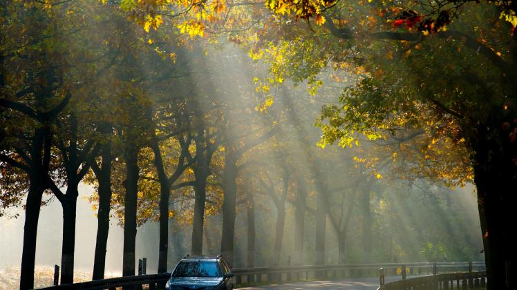 Die Morgensonne scheint bei leichtem Frühnebel am Samstag (22.10.2011) durch herbstliche Bäume einer Allee unweit dem südbrandenburgischen Peitz. Allen sind Unfallschwerpunkte im Land. dpa