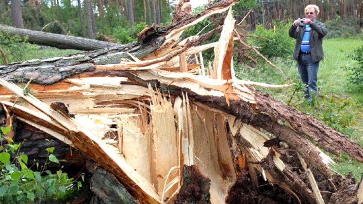 Umgestürzte Bäume in einem  Waldstück bei Ganzlin im damaligen Landkeis Parchim Archiv 