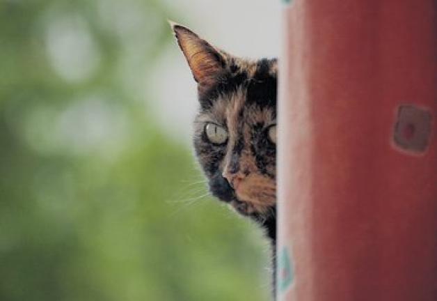 Verwilderte Katzen werden allmählich zu einer Plage. Das Hagenower Heim für Tiere kann keine Katzen mehr aufnehmen. 