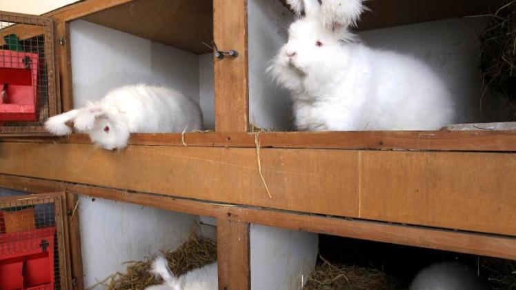 Lebende Woll-Knäuel: Bislang lebt je ein Angora-Kaninchen in einer Box, bald aber sollen sie nach dem Willen ihres Züchters in  Stafstedt „sich durch Fenster  gegenseitig sehen können“. 
