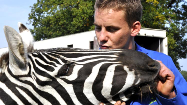 Zwei, die sich verstehen: Tierdompteur Ben Berdino (24) mit einem Zebra.Benjamin Piel