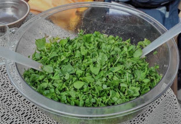 Dieser Salat, den Ursula Schönfeldt vorher zubereitet hatte, schmeckte ebenso lecker wie der Tee und die Wildkräutersuppe.
