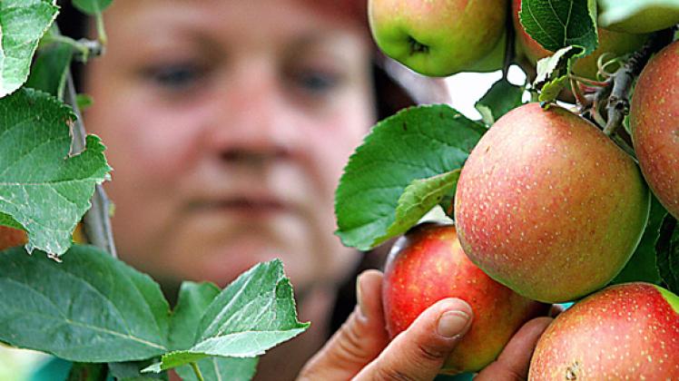apfel_01.jpg apfel_01.jpg