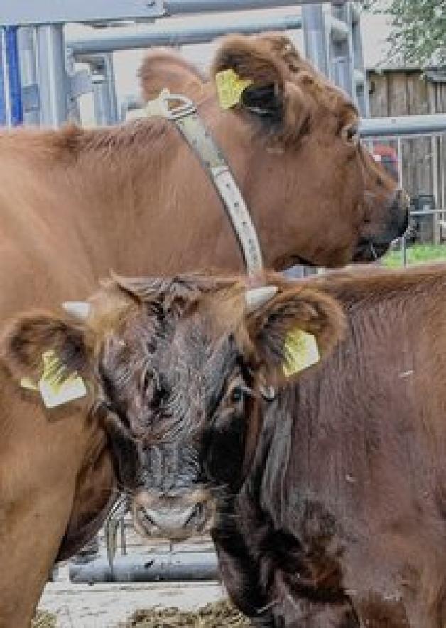 Das vier Wochen alte Bullenkalb "Blacky" wird von Mutterkuh "Annika" aufgezogen und tobt mit Stiefbruder "Butt" durch die Laufbox. Ines Engelbrecht Das vier Wochen alte Bullenkalb "Blacky" wird von Mutterkuh "Annika" aufgezogen und tobt mit Stiefbruder "Butt" durch die Laufbox. Ines Engelbrecht