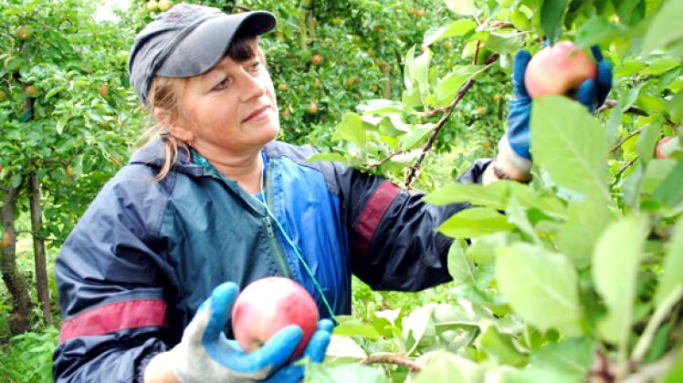 Barbara ist eine polnische Erntehelferin, die  mit den Kollegen der Boddinobst GmbH in die Apfelernte  startete.  Dieter Hirschmann