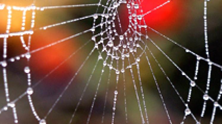 Wie Tautropfen am Spinnennetz hängen  online Profile an den Fäden   der Social Networks. DPA 