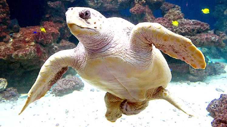Eine "Unechte Karettschildkröte" zieht im Meeresmuseum ihre Bahn.dpa