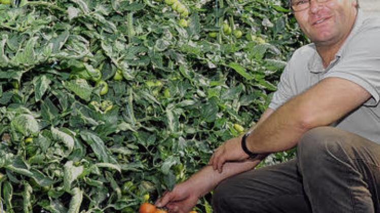 Im Gewächshaus des Bereichs Gartenbau der Crivitzer Agrargenossenschaft reifen die Tomaten. In der nächsten  Woche sollen sie in den Handel kommen und auf den Wochenmärkten bzw. im Hofladen angeboten werden, wie Gartenbau-Chef Thomas Dreyer sagt.Heidrun Pätzold
