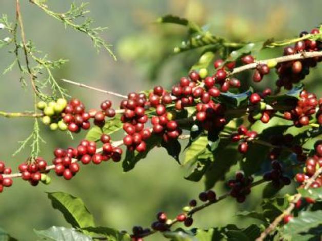 Rot gleich reif: Kirschen nennen Fachleute die Früchte, aus denen nach der Ernte die Kaffeebohnen herausgeschält werden. (Bild: Berliner Kaffeerösterei/dpa/tmn)