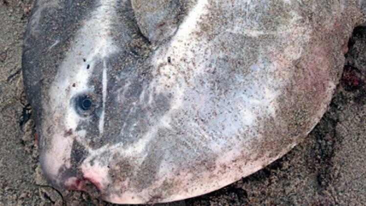 Etwa einen Meter Durchmesser hat der angespülte Mondfisch am Strand von Heiligenhafen.