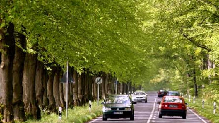 Eine Arbeitsgemeinschaft Alleenschutz will die Baumpracht an den Straßen retten. Foto: Archiv