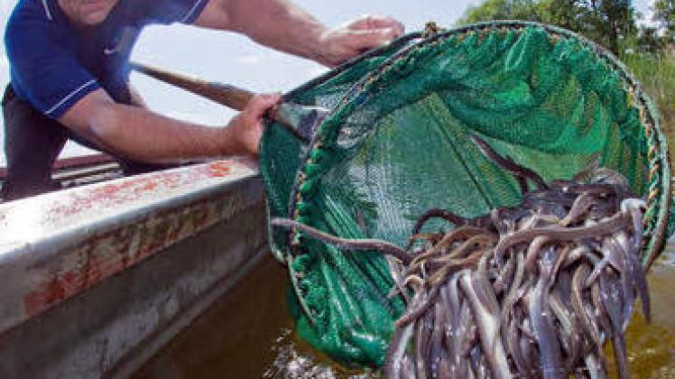 Wie hier bei Storkow werden im Land jährlich Millionen junger Aaale in Flüsse und Seen gesetzt, um den Bestand zu retten. dpa (2)