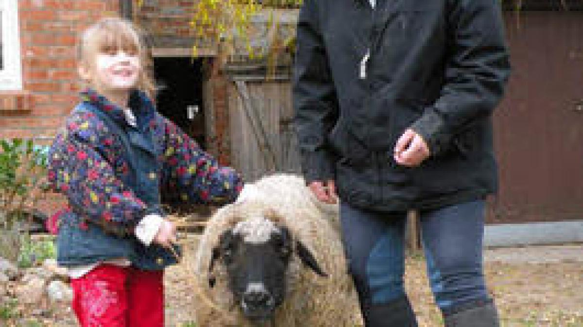 Ältestes Schaf der Welt lebt in Hinterhagen SVZ