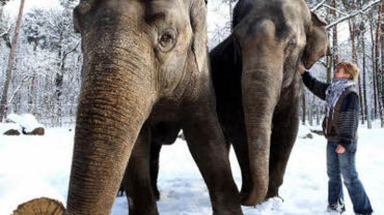 Die wohl imposantesten, mit 500 Euro aber auch kostspieligsten Patentiere im Cottbuser Tierpark: die asiatischen Elefanten.dpa