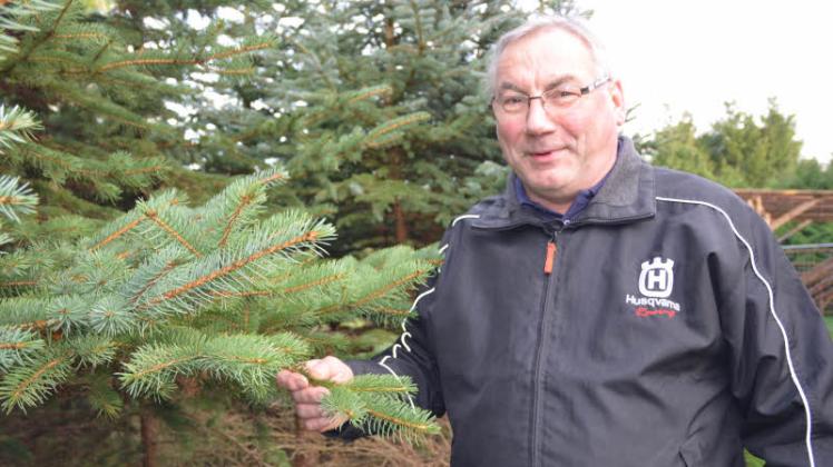 Günter Steinert  sucht die schönsten Weihnachtsbäume aus. Am Montag geht bei ihm in Rehna der Verkauf los.  