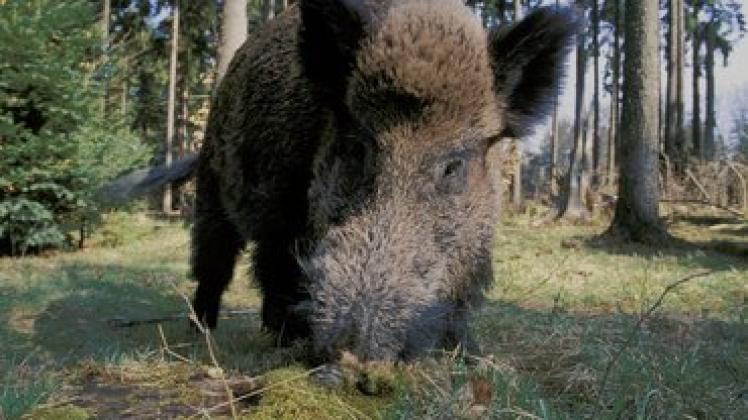 Wenn es ums Futter und damit ums Überleben geht, haben Schwarzkittel kaum Scheu vor den Menschen.imag Wenn es ums Futter und damit ums Überleben geht, haben Schwarzkittel kaum Scheu vor den Menschen.imag