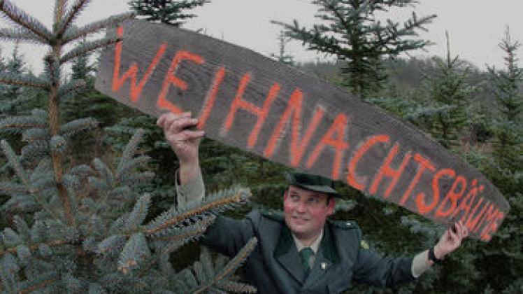 So wie Revierförster Marko Schöberle von der Forstverwaltung des Schlossgutes in Alt Madlitz (Oder-Spree) rüsten sich die Förster im ganzen Land  für den Weihnachtsbaumverkauf. dpa
