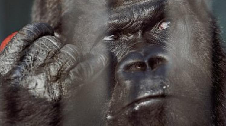 Zieht 2012 ins neue Menschenaffenhaus "Darwineum" ein: Gorilla-Mann Assumbo.Georg Scharnweber