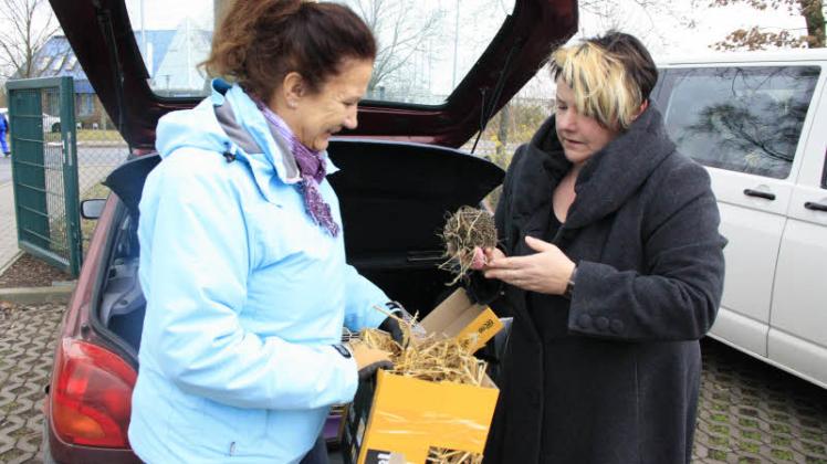Liane Fittkau (l.) übergibt Igelexpertin Marion Drechsel das schwache Tier. Sie päppelt es auf ihrem Grundstück auf.  Fotos: Nadine Schuldt(2)  