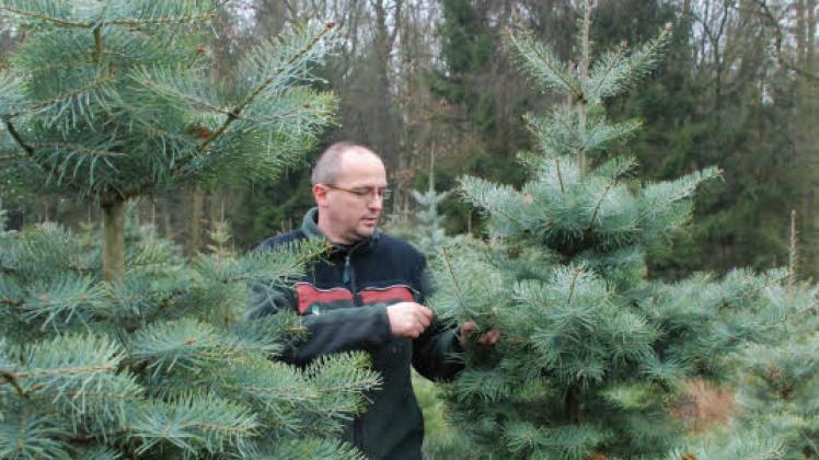 Frank Mahler inmitten der Plantage mit Coloradotannen im Revier Dadow. 