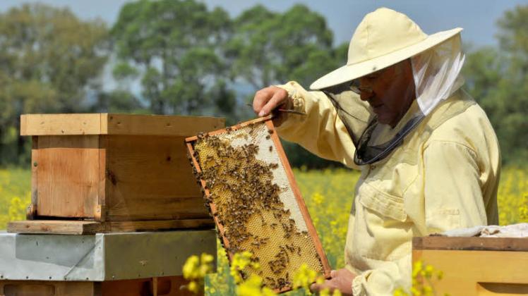 Brandenburgs Bienenhalter erhalten  jährlich 300  000 Euro Unterstützung.   