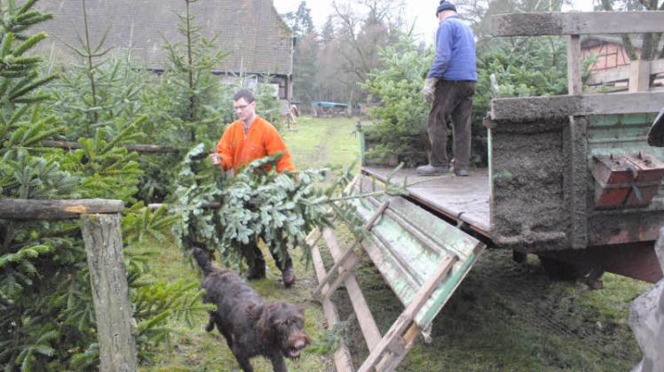 Beaufsichtigt von Forsthund Bella laden die Mitarbeiter vom Forstamt gestern die Weihnachtsbäume ab.   