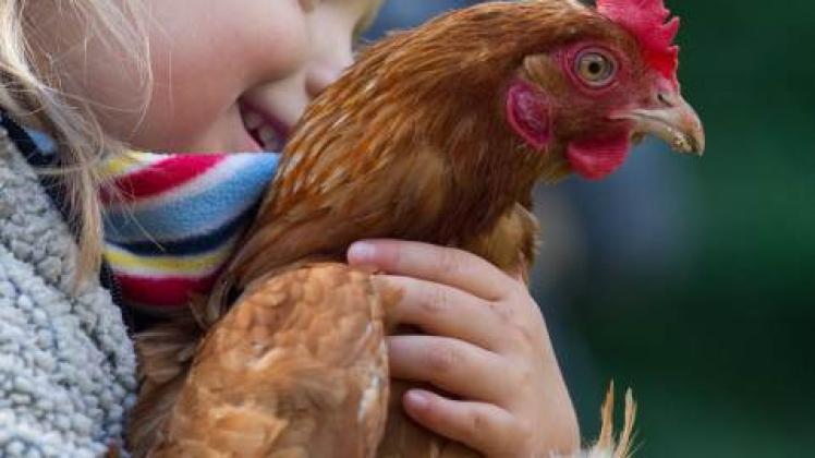 Landleben: Das kleine Mädchen Amy hat auf einem Bauernhof in Siebversdorf ein Huhn im Arm. Beim Brandenburger Landurlaub können Familien mit Kindern, Paare oder Singles unterschiedlichste Angebote nutzen.  