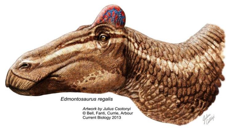 Darstellung eines Edmontosaurus mit Kamm 