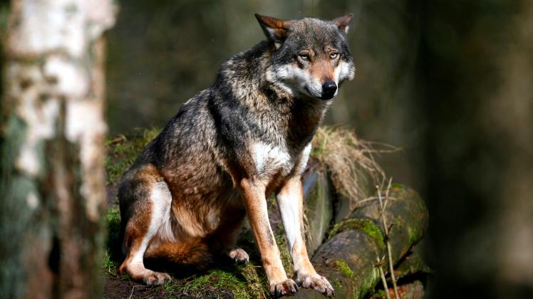 Erster sicherer Nachweis eines Wolfes im Müritz-Nationalpark