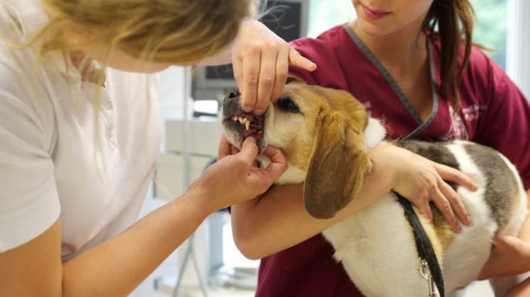 Kopf in die Armbeuge und Körper sanft randrücken: So können Hunde am besten vom Tierarzt untersucht werden.  
