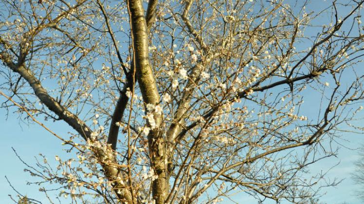 Wie ein Hauch von Frühling muteten gestern die weißen Blüten  der Winterkirschen in Charlottenthal an.